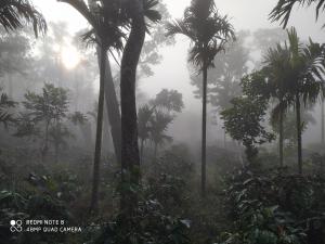COFFEE NEST COORG في Somvārpet: غابة ضبابية مع أشجار النخيل والشمس في الخلفية