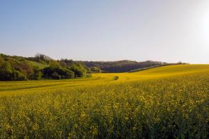 a field of yellow flowers in the countryside at Herőke Vendégház in Terény +14 photos