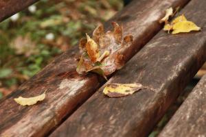 a leaf sitting on top of a wooden bench at Chambres d'hôtes au Château de Gizeux in Gizeux