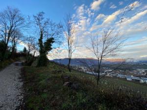 een onverharde weg met bomen aan de zijkant van een heuvel bij Casa Piganò in Appiano sulla Strada del Vino