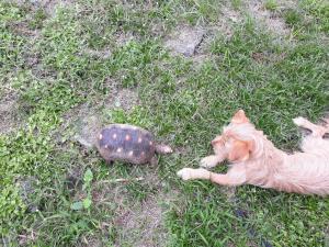 Ospiti di chambre et table d’hôte au Diamant con animali domestici