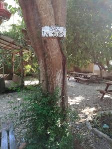 un árbol con un cartel pegado a un árbol en Olympos Yakamoz Pansiyon, en Olympos