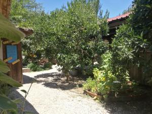 un jardin avec des arbres et des plantes dans une cour dans l'établissement Olympos Yakamoz Pansiyon, à Olympos