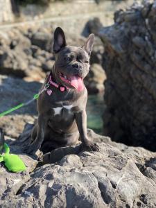 un chien assis sur un rocher avec sa langue à l'extérieur dans l'établissement Hotel Jolanda, à Santa Margherita Ligure