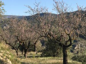 Margarida的住宿－al-qandil，有一排种着粉红色花的树