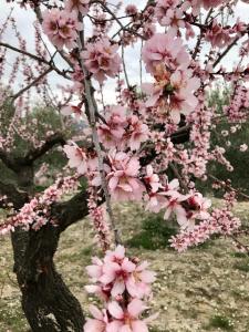 a tree with pink flowers on its branches at al-qandil in Margarida
