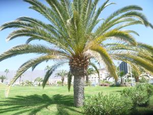 a palm tree in a grassy field with buildings at Elana Apartment with FREE WIFI in Costa Del Silencio