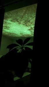 een plant in een kamer met een groen plafond bij NightSky in Slavonski Brod