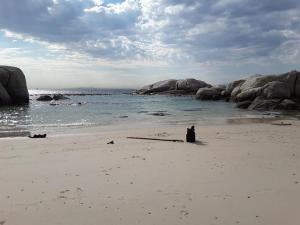 a black cat sitting on a beach near the water at Porcupine Walk in Simonʼs Town