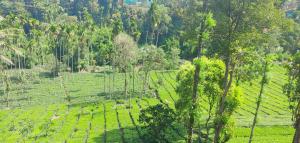 Un paisaje natural cerca de la casa vacacional