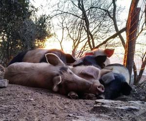 a group of pigs laying on the ground at Agriturismo Fattoria Montecontessa in Genoa