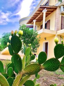 a large green cactus in front of a house at Armonia Corfu Luxury Apartment in Corfu Town