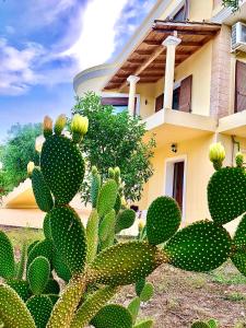 duży zielony kaktus przed domem w obiekcie Armonia Corfu Luxury Apartment w Korfu