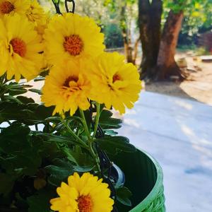 Giardino di Four Seasons in Kutaisi