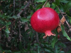 a pomegranate is hanging on a tree at Alex - Nancy Apartments - Zaga Beach in Koroni