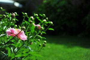 Gallery image of Portico Rosso B&B in Vicenza