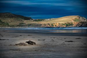 a couple of elephants laying on a beach at Catlins Newhaven Holiday Park in Owaka