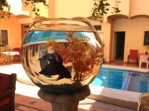 a bird sitting in a bowl next to a pool at Bungalows Princeza Guayabitos in Rincon de Guayabitos