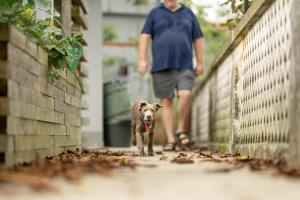 Ospiti di Stockers kleines Dorfhotel con animali domestici