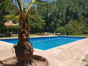 a palm tree in a pot next to a swimming pool at Casa Vistalba B La Capilla in Ciudad Lujan de Cuyo