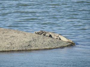 BeraJawai Bera Leopard Camp的相册照片