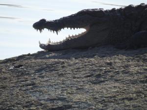 BeraJawai Bera Leopard Camp的相册照片 更多126张照片