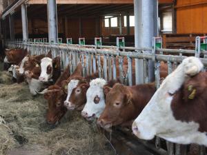 un groupe de vaches dans une grange mangeant du foin dans l'établissement Bürschtehanse-Hof, à Ibach