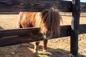Gallery image of Potcoava Mountain Hideaway in Runcu