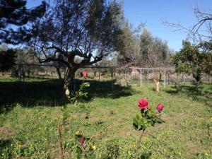 En hage utenfor Manousi 1- Ground floor