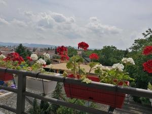 a group of flowers in pots on a balcony at Helena Apartment in Novi Sad
