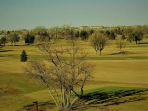 a tree in the middle of a golf course at Holiday Inn & Suites Sioux Falls - Airport, an IHG Hotel in Sioux Falls