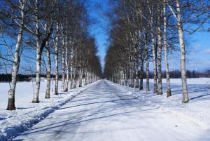 a tree lined road with snow on the ground at Hotel Nikko Northland Obihiro in Obihiro