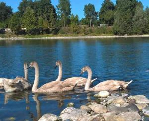 Tres gansos nadando en el agua en un lago en Playa Di Valverde, en Galliate