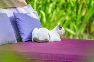 un chat blanc assis au-dessus d'une table violette dans l'établissement Swasti Eco Cottages, à Ubud