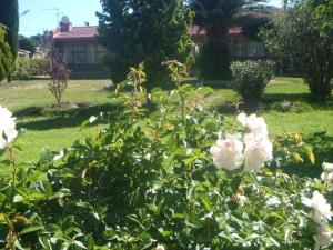 a bush with white flowers in front of a house at Lion Rock View Guesthouse in Maseru