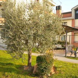 un arbre dans l'herbe à côté d'un bâtiment dans l'établissement Hotel Da Vito, à Campagna Lupia