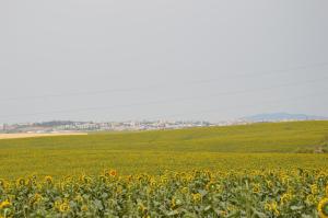 Fotografia z galérie ubytovania Cortijo Las Manoteras v destinácii El Puerto de Santa María