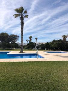 a palm tree in the middle of a swimming pool at Solmar Menorcacom in Cala en Bosc