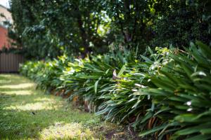 une rangée de plantes vertes dans une cour dans l'établissement Merivale Motel, à Tumut