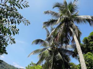 dos palmeras delante de un cielo azul en Lalanga Homestay en Kandy