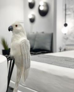 a white bird standing on the edge of a bed at Studios Panos in Naxos Chora