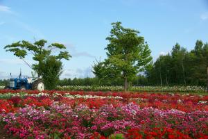 a field of flowers with a tractor in the background at Hotel Naturwald Furano in Furano