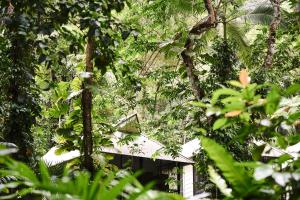 Zahrada ubytování Daintree Ecolodge