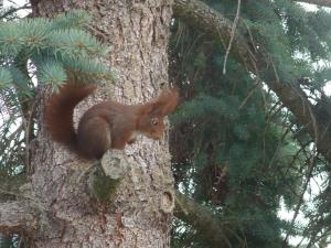 Ein Eichhörnchen sitzt auf der Seite eines Baumes in der Unterkunft Eichhörnchen Wernigerode in Wernigerode