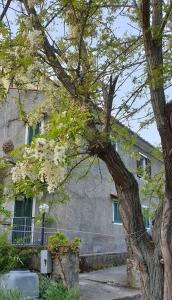 a tree with white flowers in front of a building at Borgo Antico in Marciana Marina