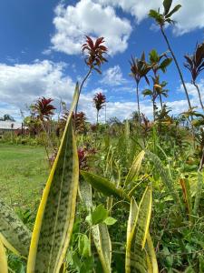 un grupo de plantas en un campo con un cielo azul en Le Royal Horizon en Deshaies