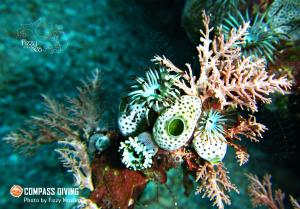 Fotografie z fotogalerie ubytování Compass Diving Resort v destinaci Beloi