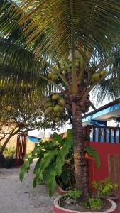 a palm tree with a bunch of bananas on it at Casas Barra Sol in Barra Grande