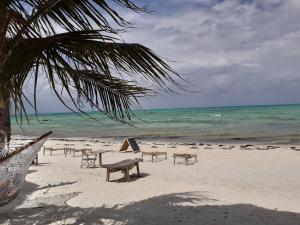 een strand met stoelen en een palmboom en de oceaan bij Sweet Beach Apartments in Jambiani