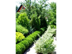 un jardín lleno de arbustos verdes y árboles en Gajanovic Rooms, en Donji Milanovac